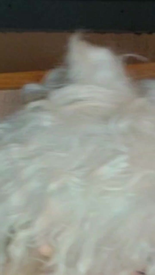 Post 4 by ash🐍 on TikTok (video)