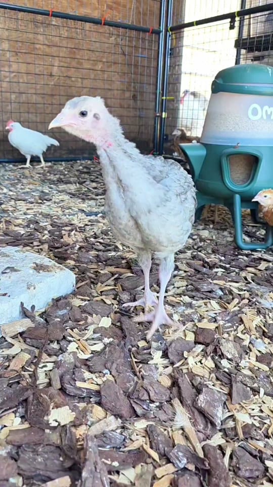 Post 5 by The Fuster Cluck 🐓 on TikTok (video)