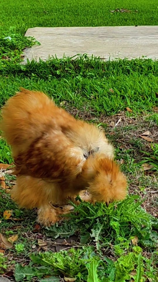 Post 7 by The Fuster Cluck 🐓 on TikTok (video)