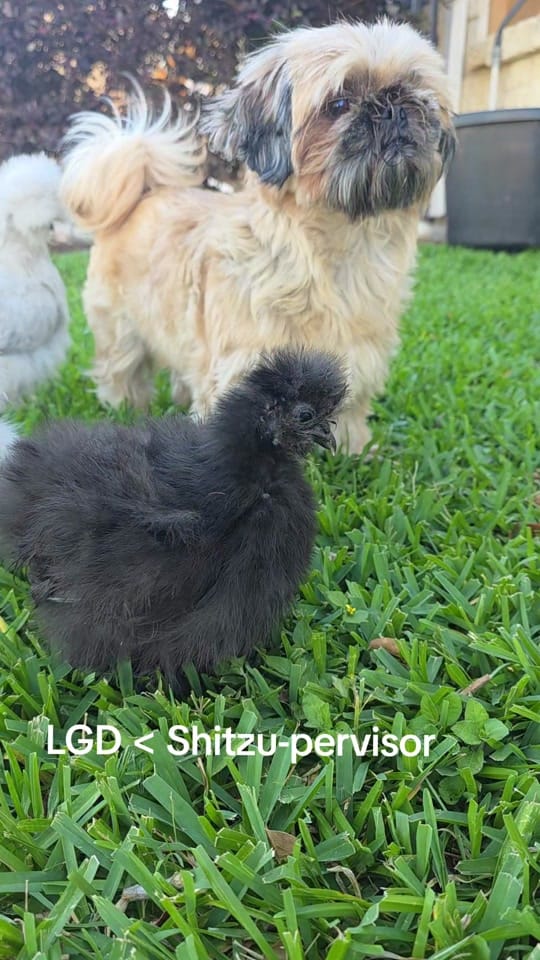 Post 4 by The Fuster Cluck 🐓 on TikTok (video)
