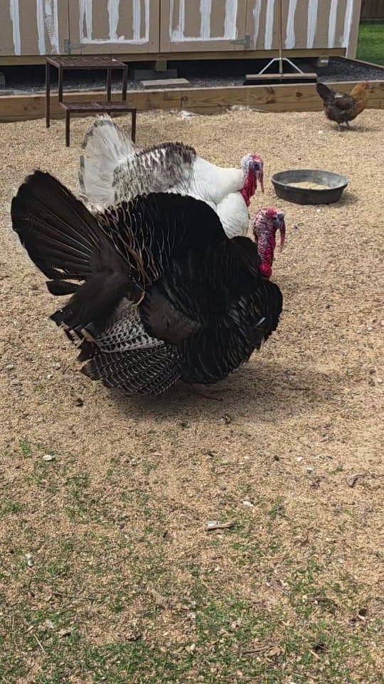 Post 6 by The Fuster Cluck 🐓 on TikTok (video)
