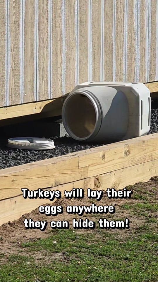 Post 9 by The Fuster Cluck 🐓 on TikTok (video)