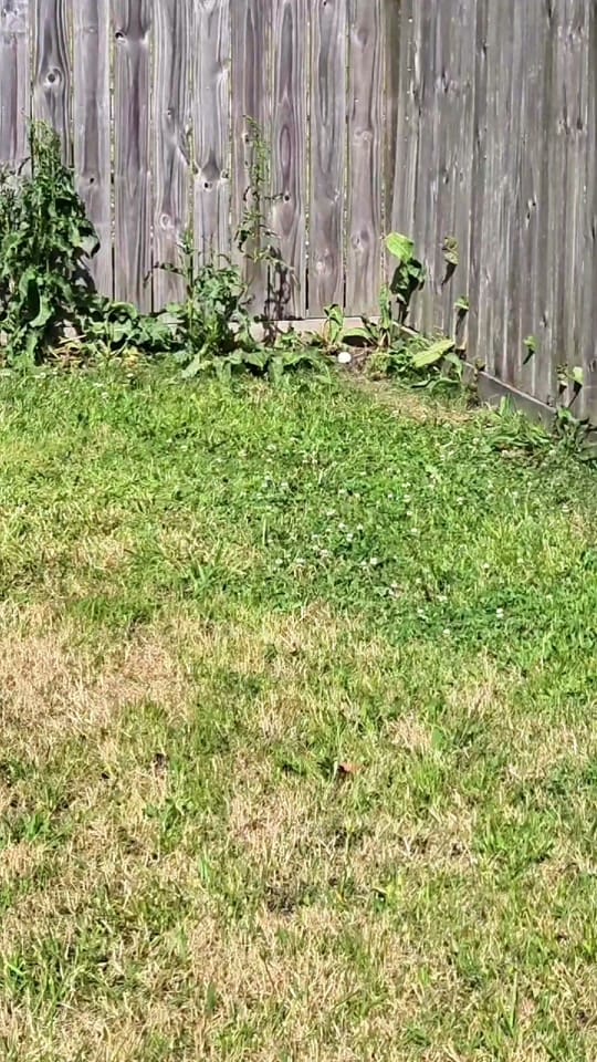 Post 8 by The Fuster Cluck 🐓 on TikTok (video)