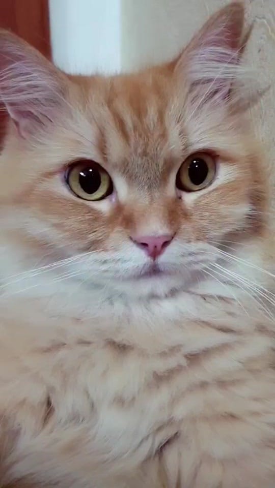 Post 2 by Chels&Mom on TikTok (video)