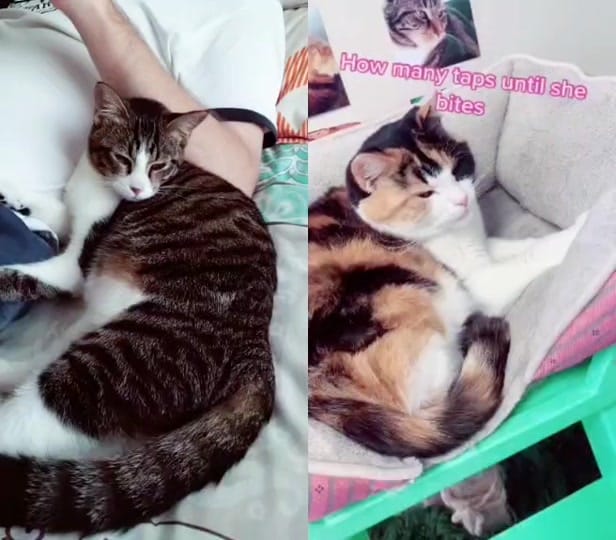Post 3 by Chels&Mom on TikTok (video)