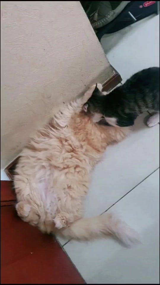 Post 7 by Chels&Mom on TikTok (video)