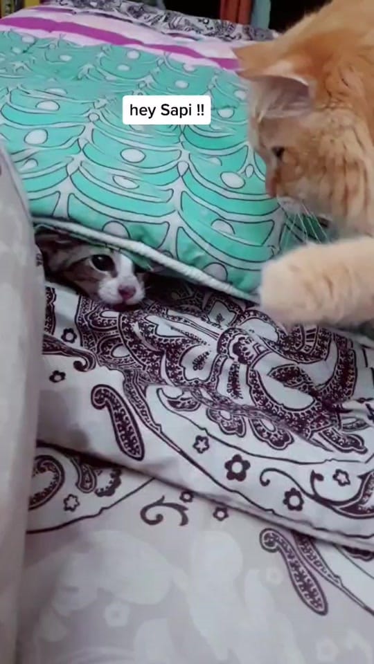 Post 5 by Chels&Mom on TikTok (video)