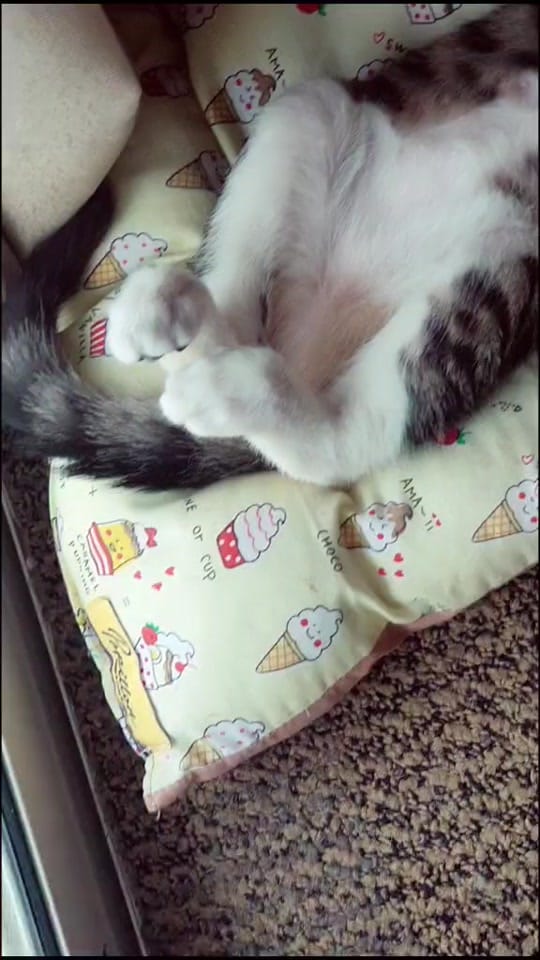 Post 9 by Chels&Mom on TikTok (video)