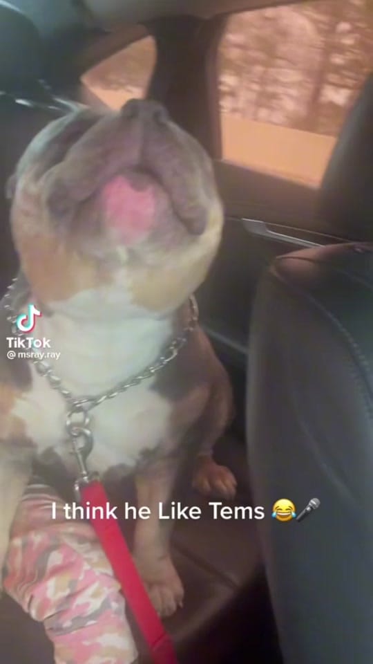 Post 8 by maestro254_ on TikTok (video)