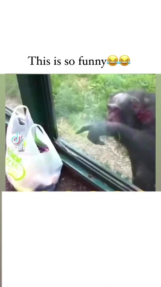 Post 6 by maestro254_ on TikTok (video)