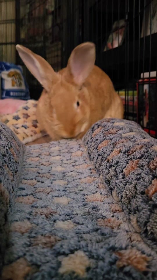 Post 4 by Mary Hall on TikTok (video)