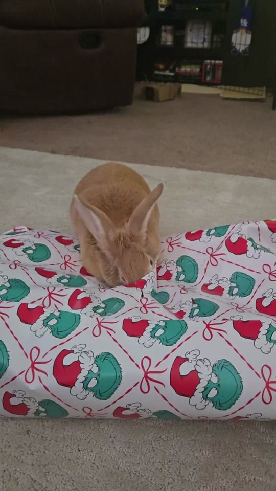 Post 5 by Mary Hall on TikTok (video)