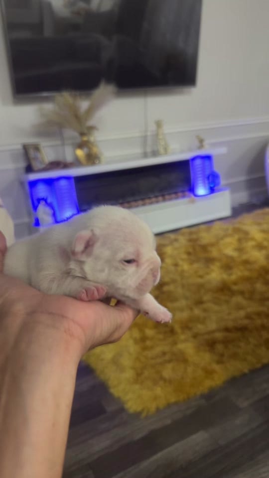 Post 5 by A3vi2 on TikTok (video)