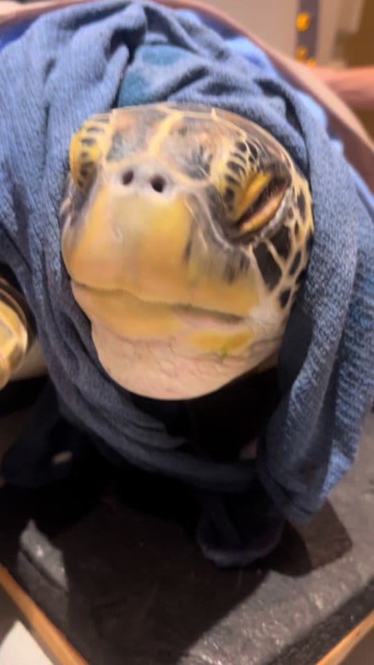 Post 10 by Animal Imaging on TikTok (video)