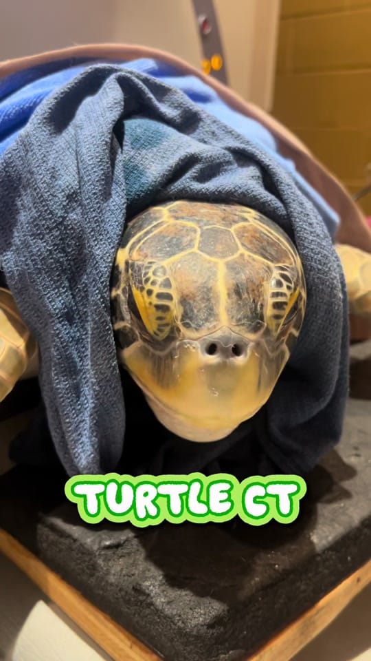 Post 6 by Animal Imaging on TikTok (video)
