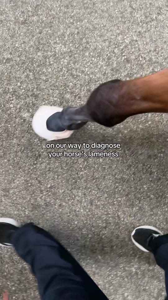 Post 2 by Animal Imaging on TikTok (video)