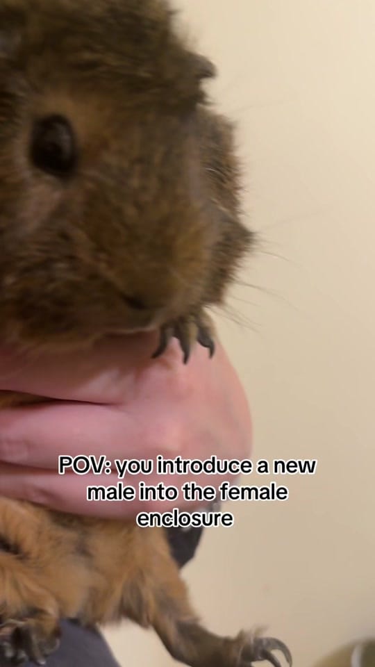 Post 9 by lsafguineapigs on TikTok (video)
