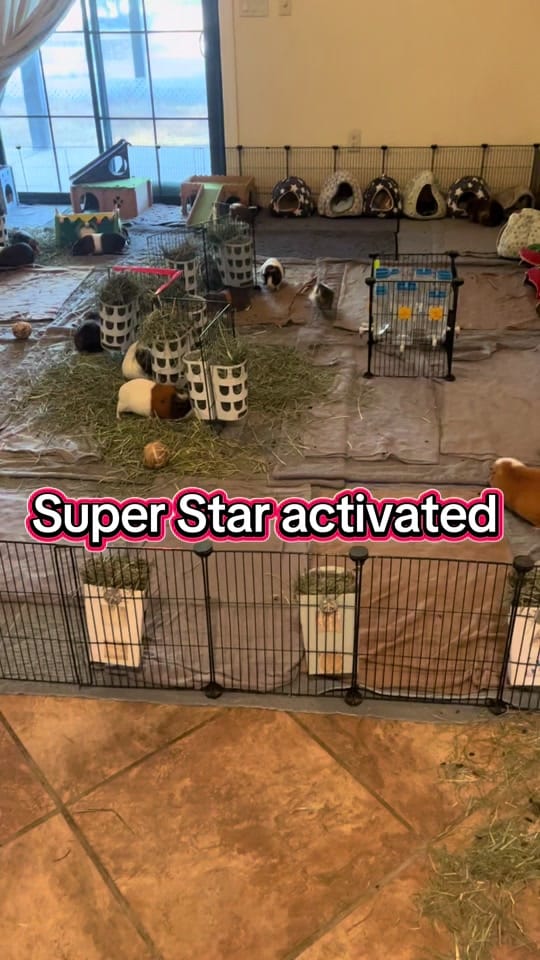 Post 10 by lsafguineapigs on TikTok (video)