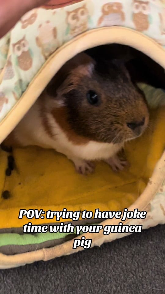 Post 6 by lsafguineapigs on TikTok (video)