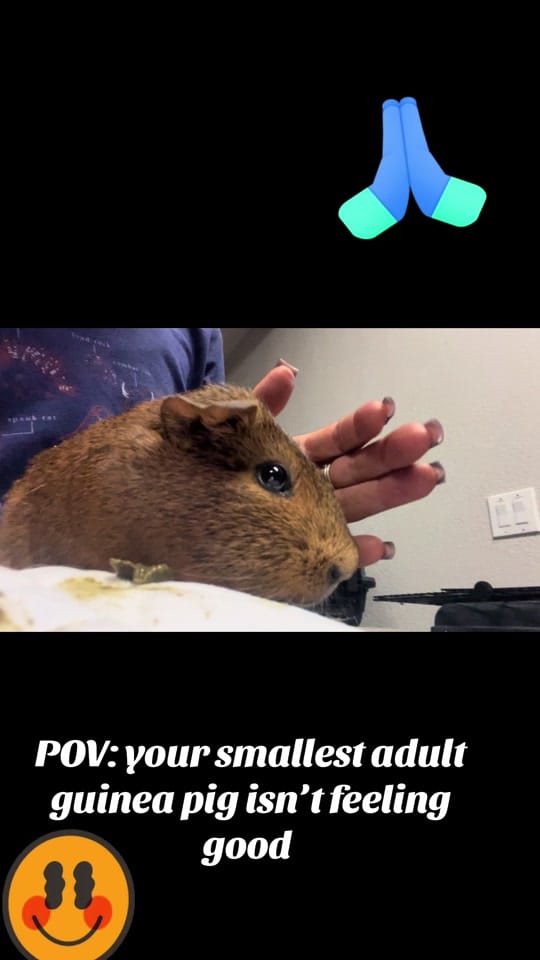 Post 7 by lsafguineapigs on TikTok (video)