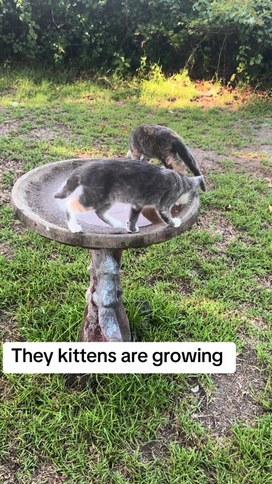 Post 3 by 🌷Chelsea Anne 🌷 on TikTok (video)