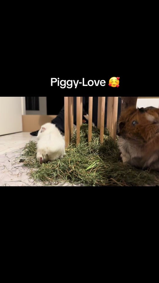 Post 6 by The Pinxx on TikTok (video)
