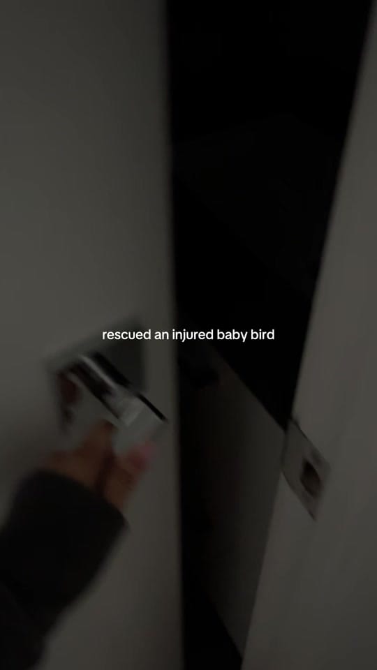 Post 6 by Heather Mak on TikTok (video)