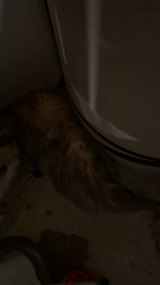 Post 5 by RobbyTiffee on TikTok (video)