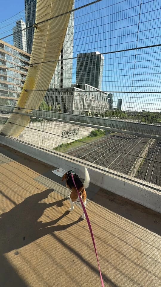 Post 4 by camillaxx on TikTok (video)