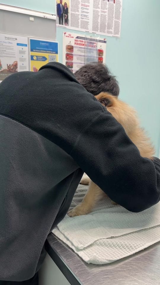 Post 4 by V / វី 🇨🇦🇰🇭 on TikTok (video)