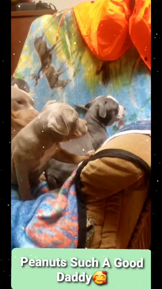 Post 4 by Da Nile Delta Bullies on TikTok (video)
