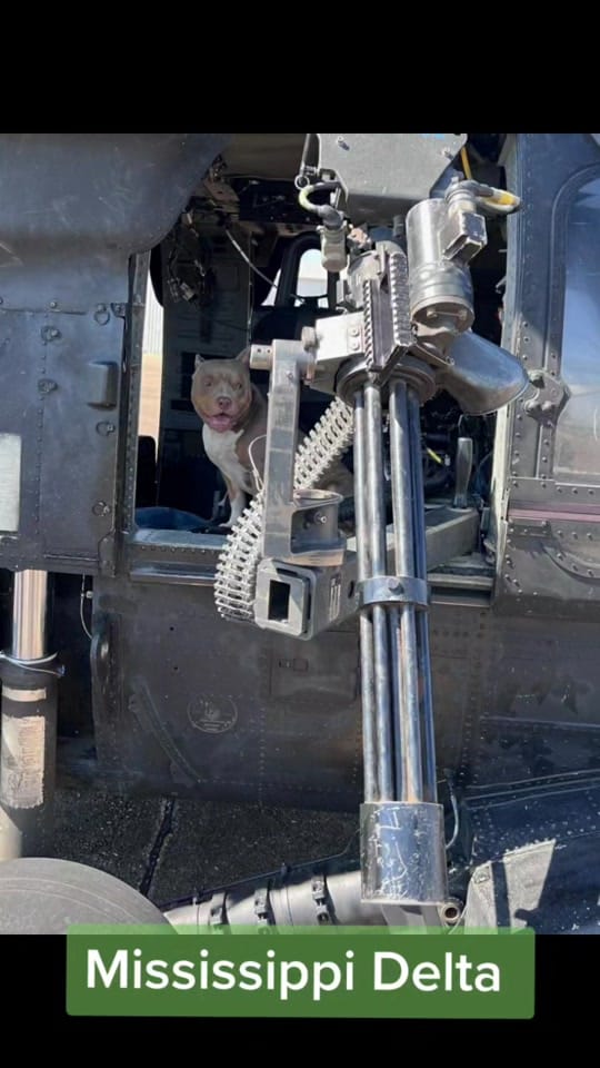 Post 6 by Da Nile Delta Bullies on TikTok (video)