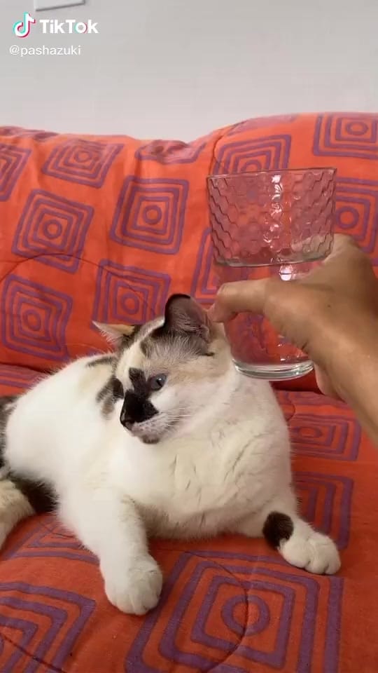 Post 2 by jlc.family on TikTok (video)