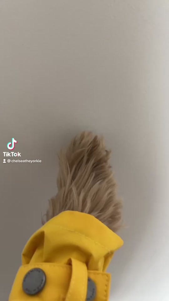 Post 4 by chelseatheyorkie on TikTok (video)