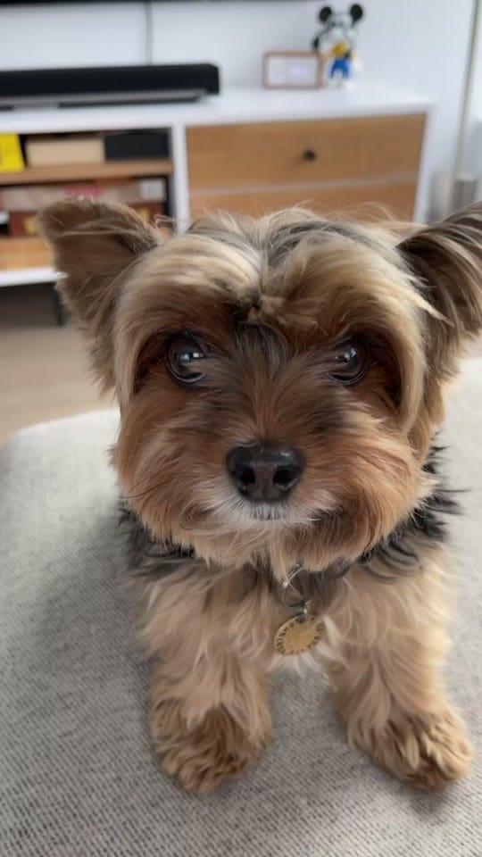 Post 5 by chelseatheyorkie on TikTok (video)