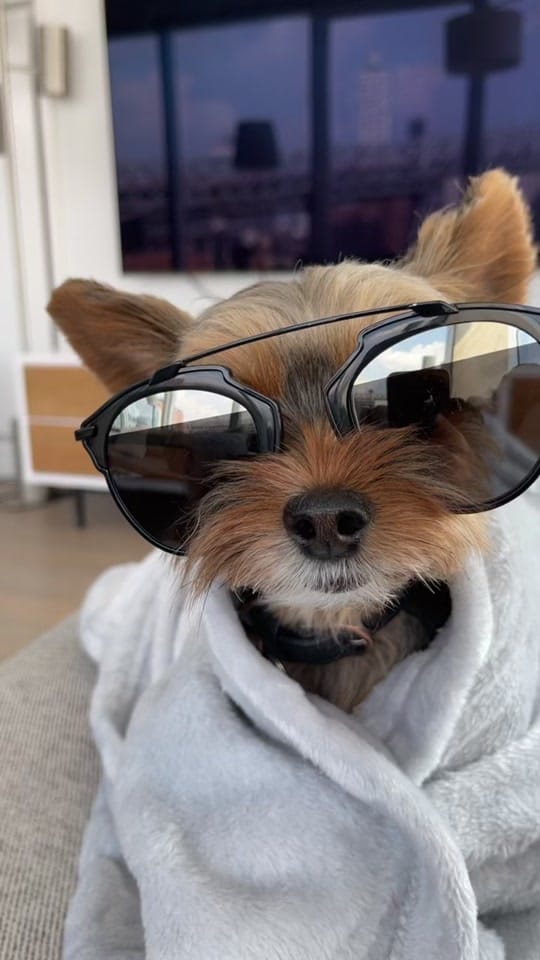 Post 3 by chelseatheyorkie on TikTok (video)