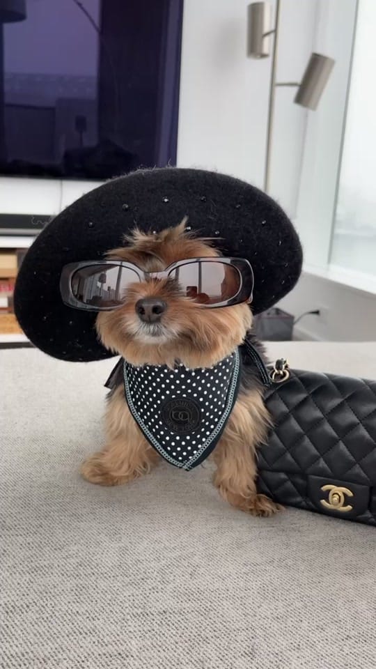 Post 7 by chelseatheyorkie on TikTok (video)