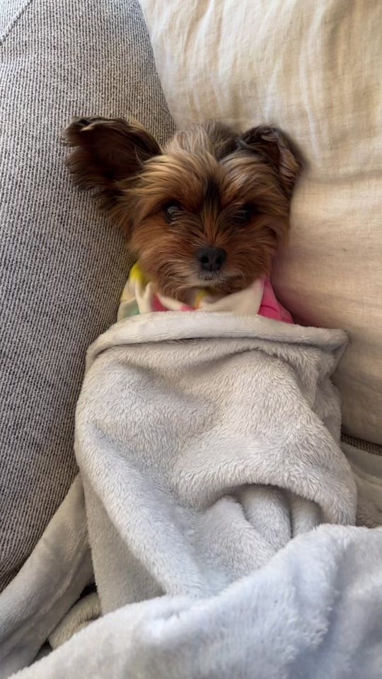 Post 2 by chelseatheyorkie on TikTok (video)