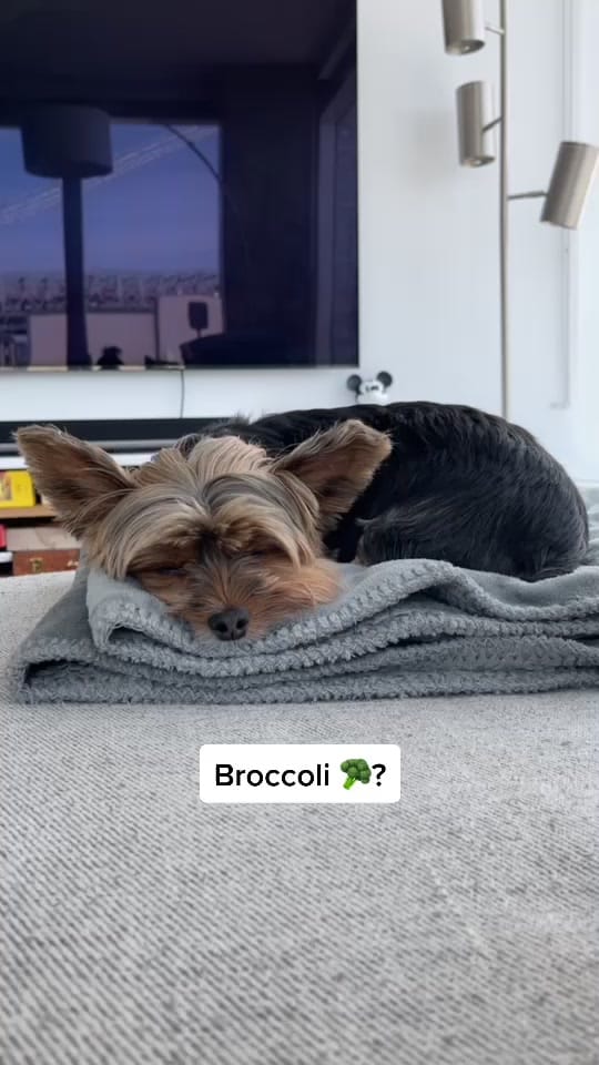 Post 8 by chelseatheyorkie on TikTok (video)