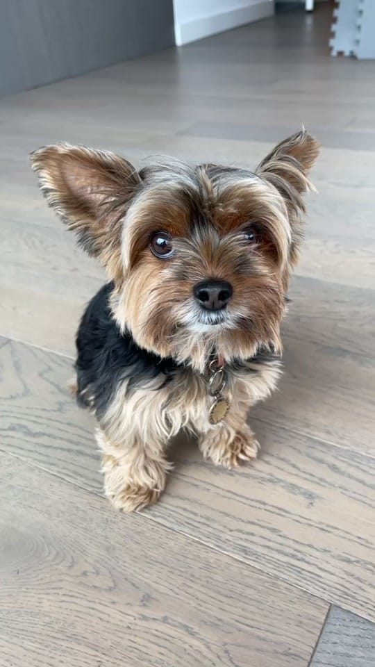 Post 6 by chelseatheyorkie on TikTok (video)