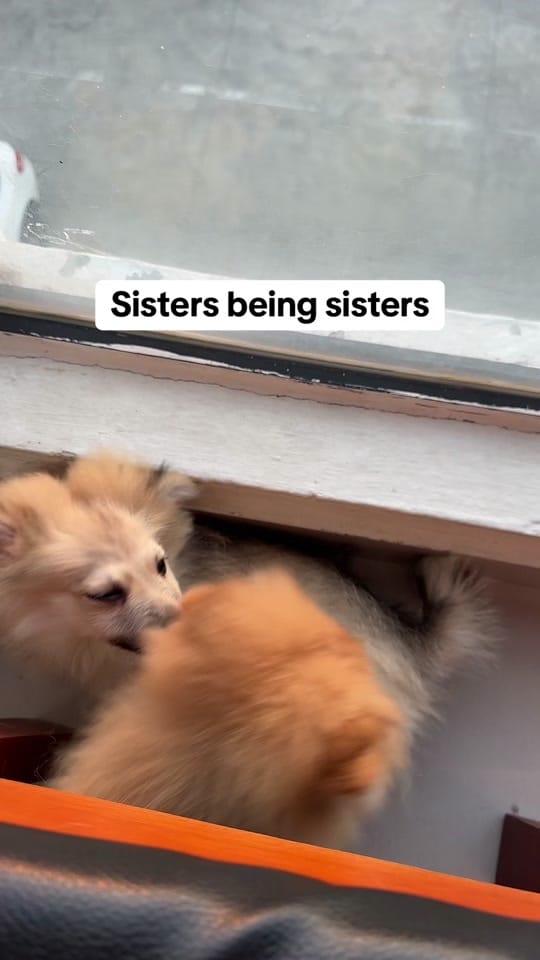 Post 7 by chelsea morillo on TikTok (video)