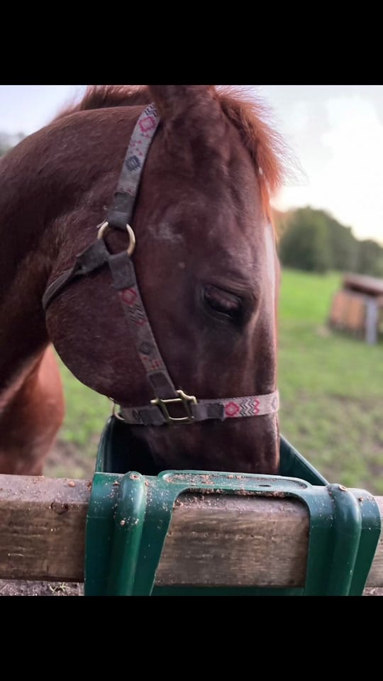 Post 1 by Flawda_cowboy1 on TikTok (video)