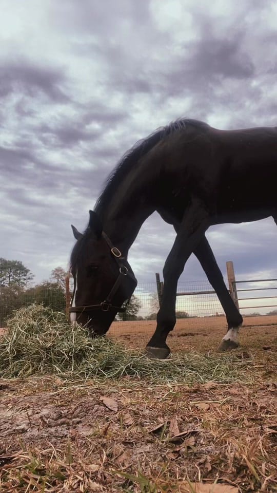 Post 10 by Flawda_cowboy1 on TikTok (video)