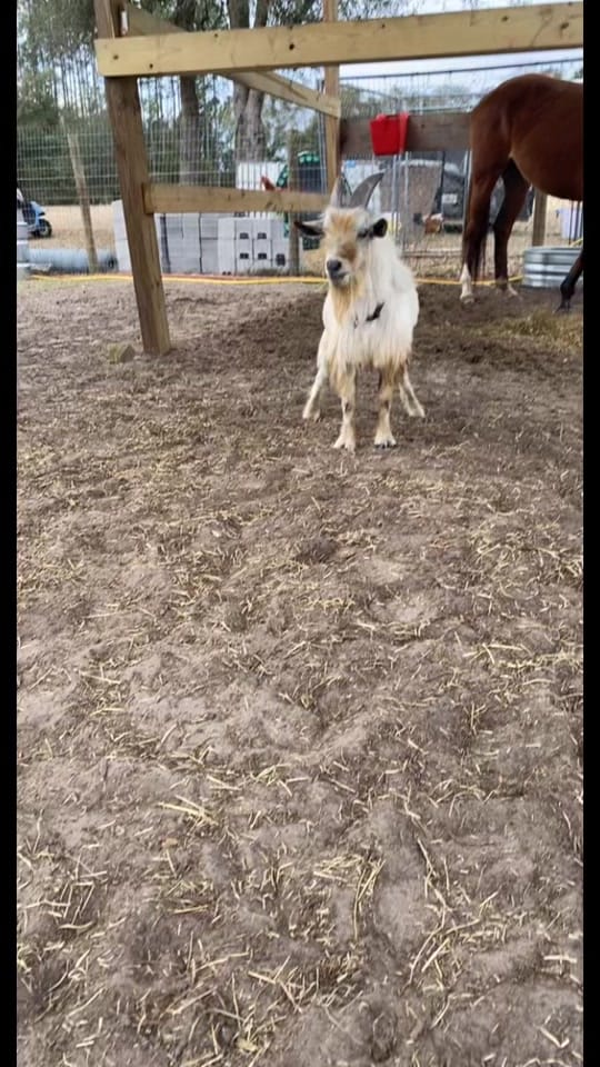 Post 9 by Flawda_cowboy1 on TikTok (video)