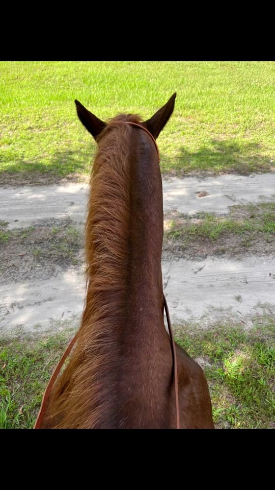 Post 6 by Flawda_cowboy1 on TikTok (video)