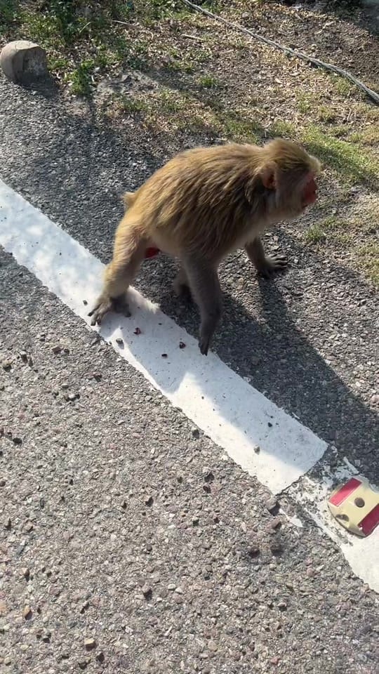 Post 1 by sarbdhillon90 on TikTok (video)