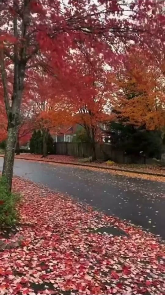 Post 6 by Real Friends on TikTok (video)