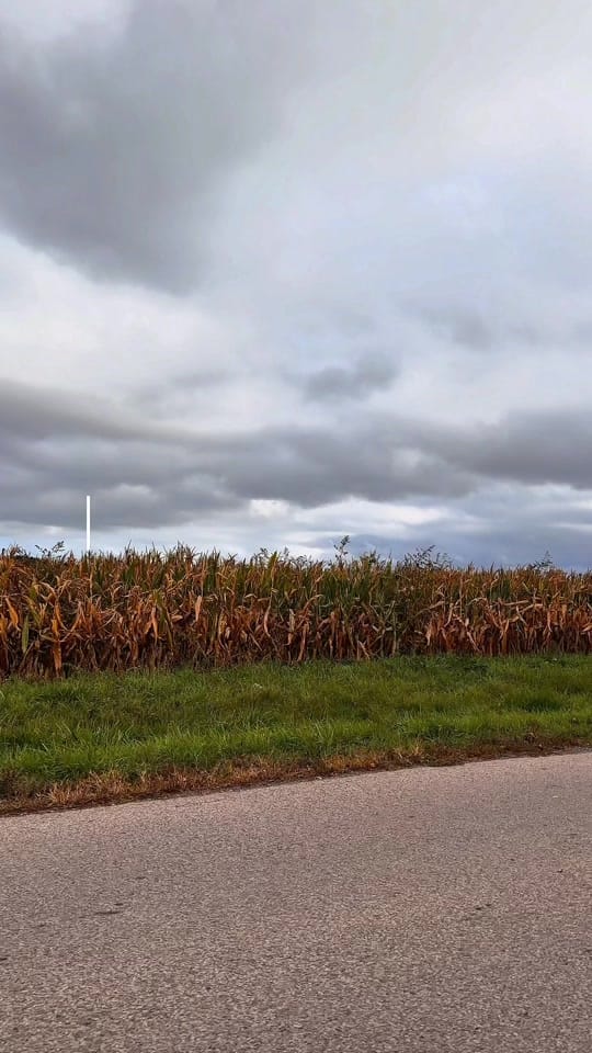 Post 7 by Shea Butter on TikTok (video)