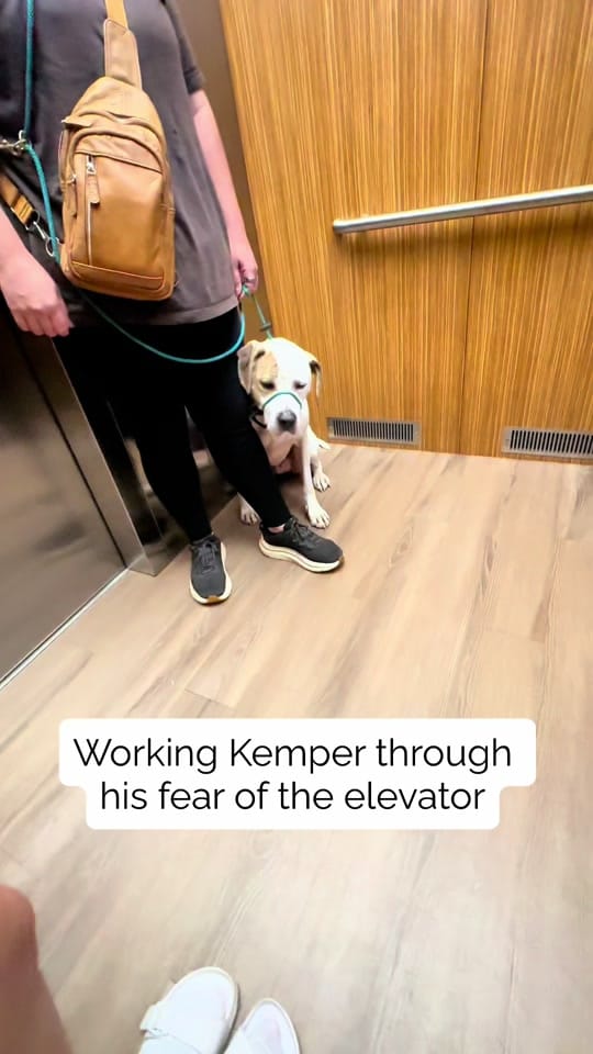 Post 9 by Mirror Image K9 on TikTok (video)
