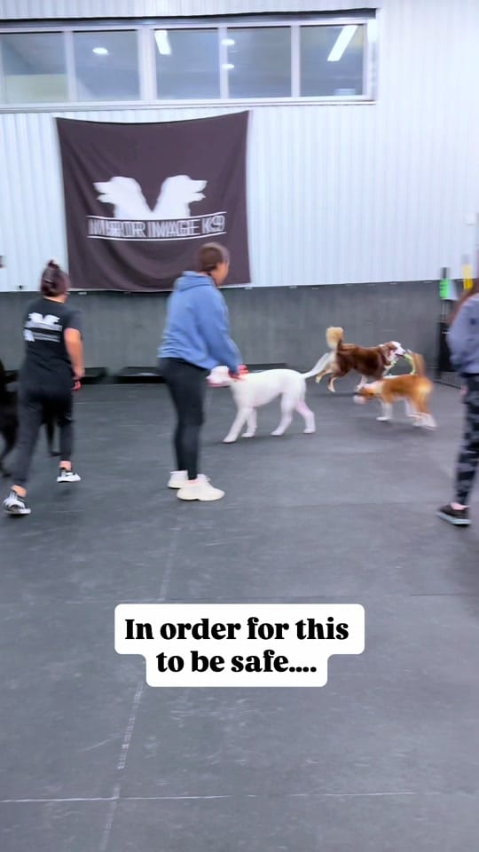 Post 1 by Mirror Image K9 on TikTok (video)